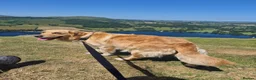 Golden Retriever dogs for sale: Golden retriever puppy's  - Advert 2