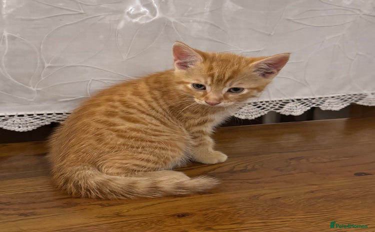 Domestic Shorthair cats - Advert 4