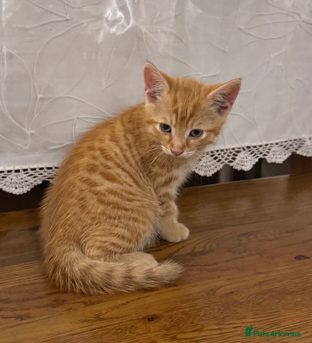 Domestic Shorthair cats for sale:  Domestic Shorthair orange tabby. - Image 1