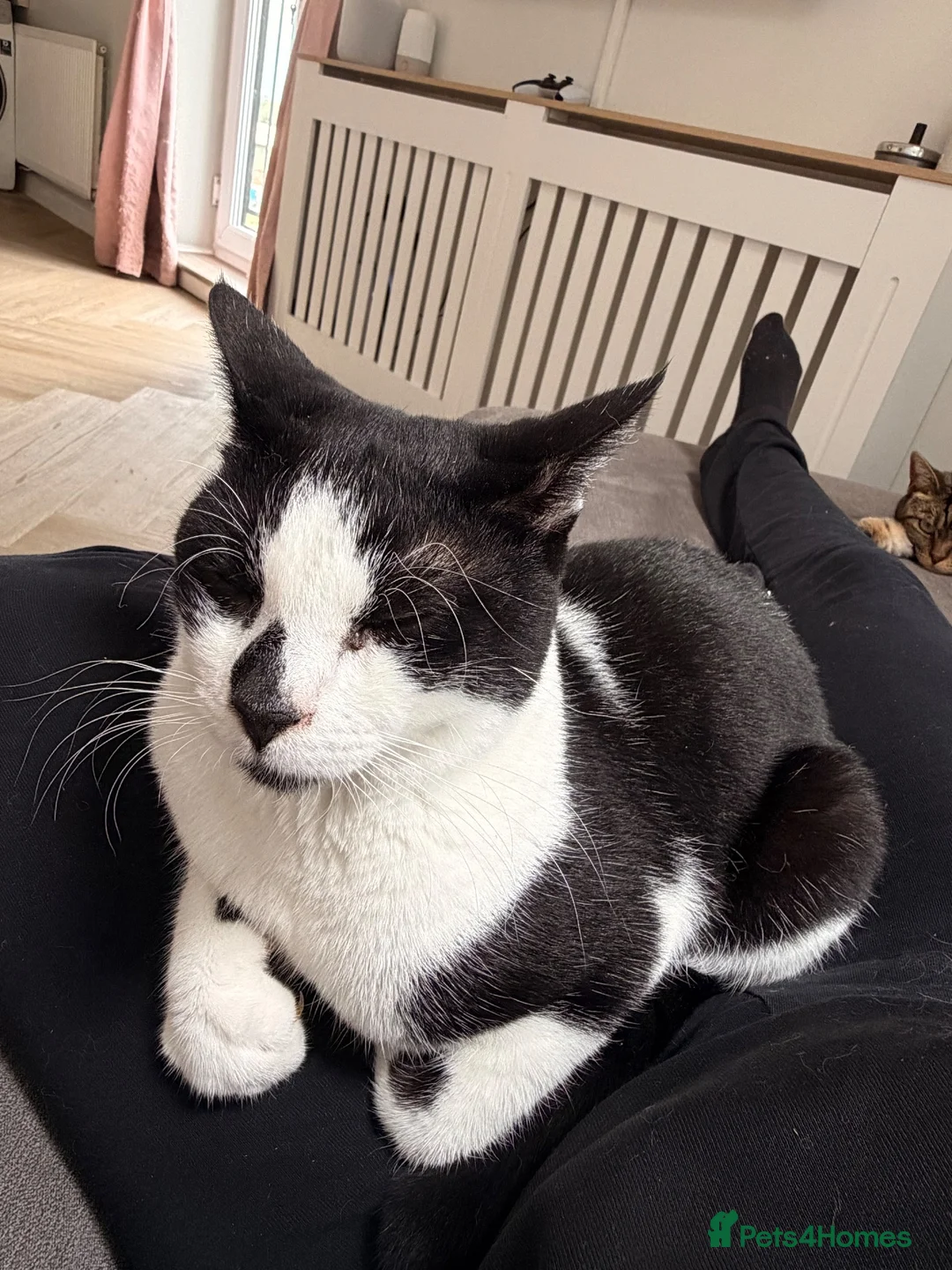 Mixed Breed cats for sale: Male cat  **  in Hinckley - Advert 2