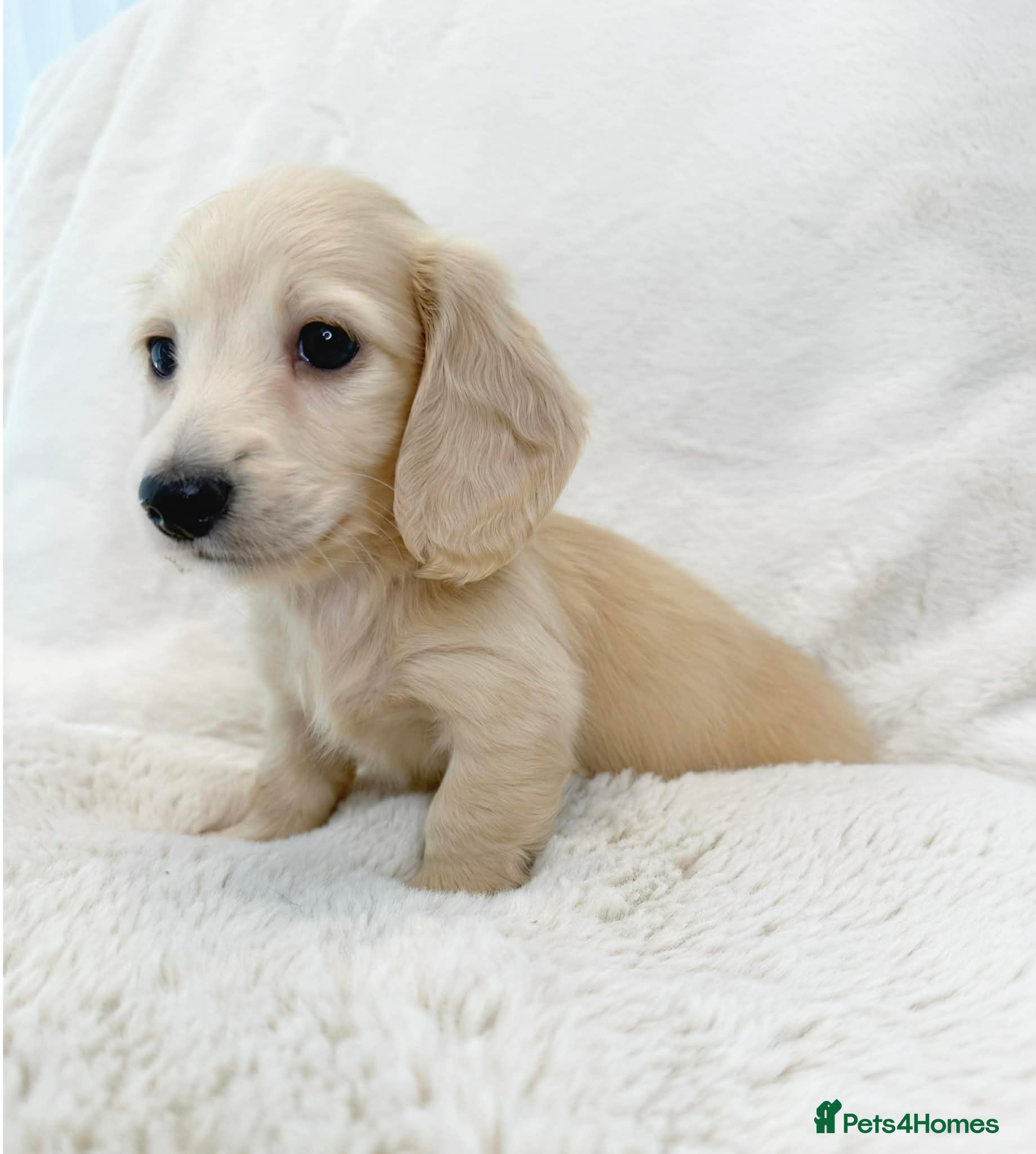 Miniature Dachshund dogs KC Cream Miniature Dachshund Puppies  - Advert 2