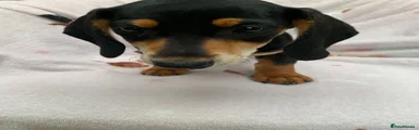 Dachshund 4