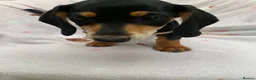 Dachshund dogs for sale: ****4 beautiful boys *** in Nottingham - Advert 5