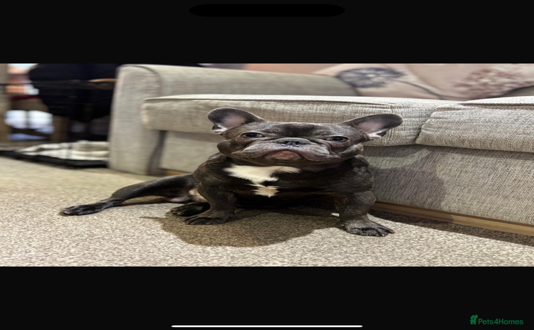 French Bulldog dogs - Advert 10