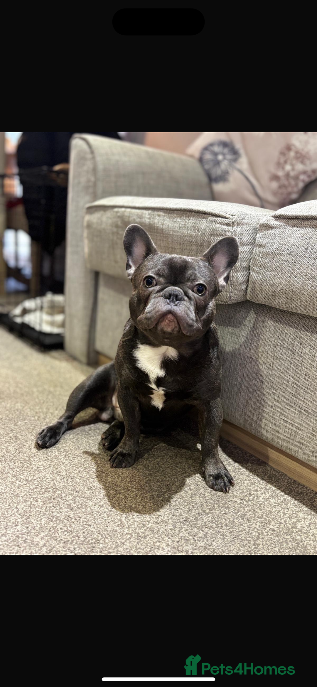 French Bulldog dogs for sale: Looking for a forever home… - Image 1