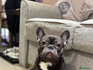French Bulldog dogs - Advert 20