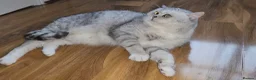 British Shorthair cats for sale: Blue eyed Golden British Shorthair female & male - Advert 8
