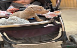 Jack Russell dogs for sale: Rare lilac and tan miniature jack russels  - Image 6
