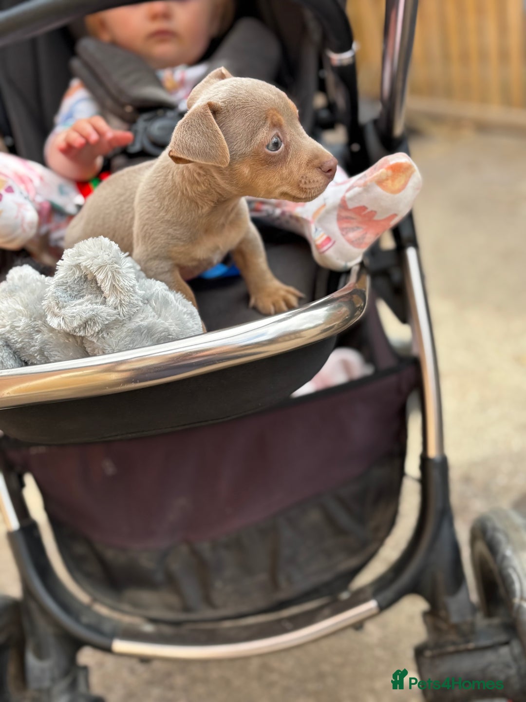 Jack Russell dogs for sale: Rare lilac and tan miniature jack russels  - Image 6