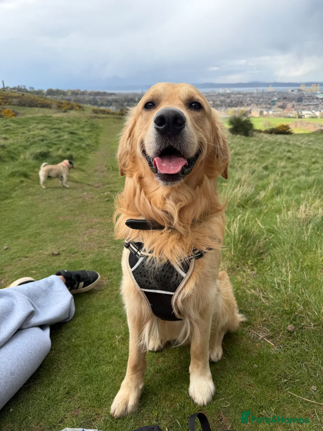 Golden Retriever dogs for stud: Golden Retriever Stud - Advert 1