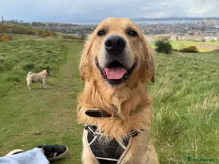 Golden Retriever dogs Golden Retriever Stud - Advert 1