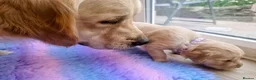 Golden Retriever dogs for stud: RKC Kensesqui Karamel Sutra - Advert 19