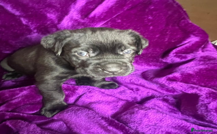 Mixed Breed dogs - Advert 2