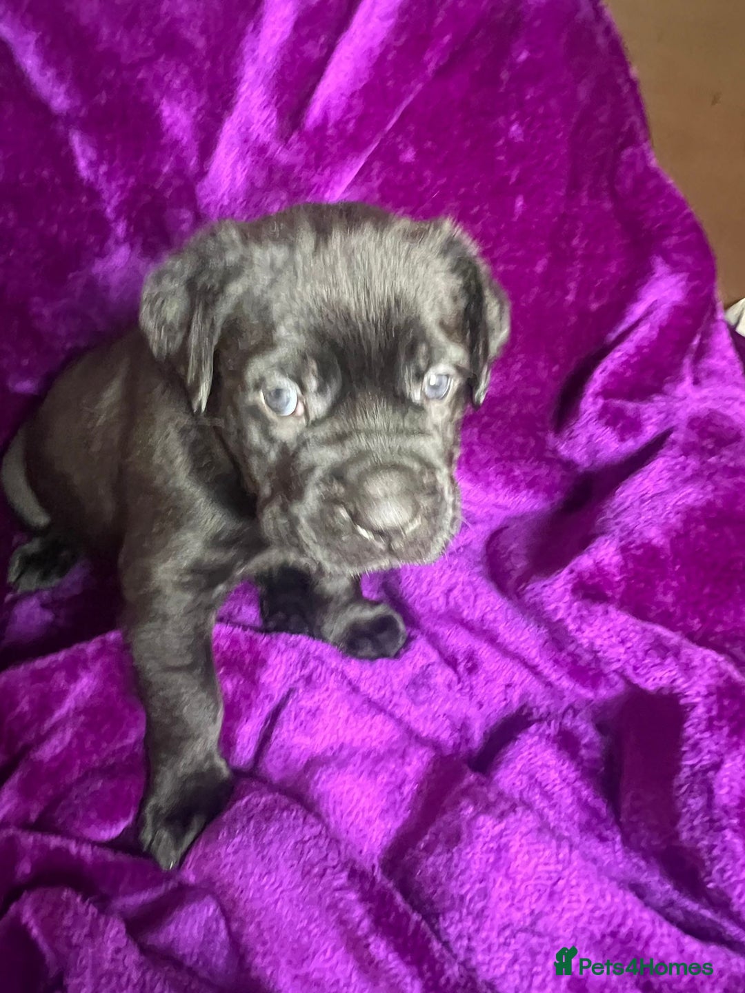 Mixed Breed dogs for sale: Cane Corso × Rottweiler/Bordeaux Puppies All Girls - Image 1