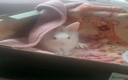 Netherland Dwarf rabbits for sale: Selling 1 nerherland dwarf girl bunny with cage  - Image 7
