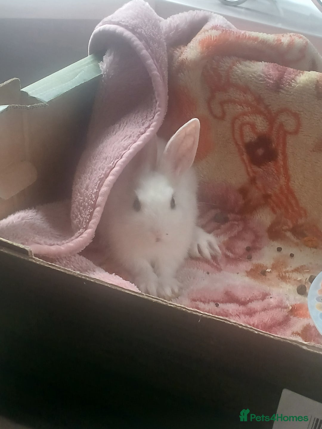 Netherland Dwarf rabbits for sale: Selling 1 nerherland dwarf girl bunny with cage  - Image 7