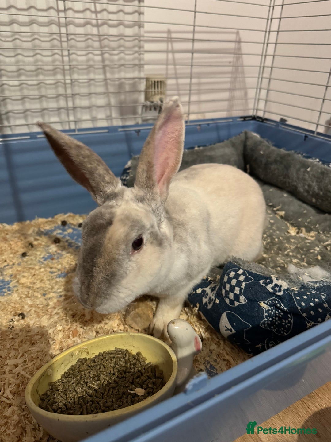 Mixed Breed rabbits for sale: Adult Male rabbit for sale  - Advert 3