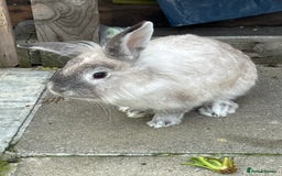 Lionhead rabbits for sale: Rabbit for sale  - Image 1