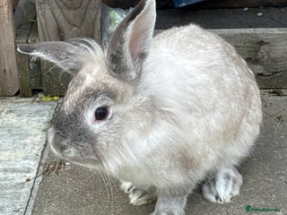 Lionhead rabbits for sale - Advert 1
