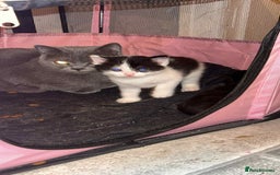 British Shorthair cats for sale: British short hair - Advert 4