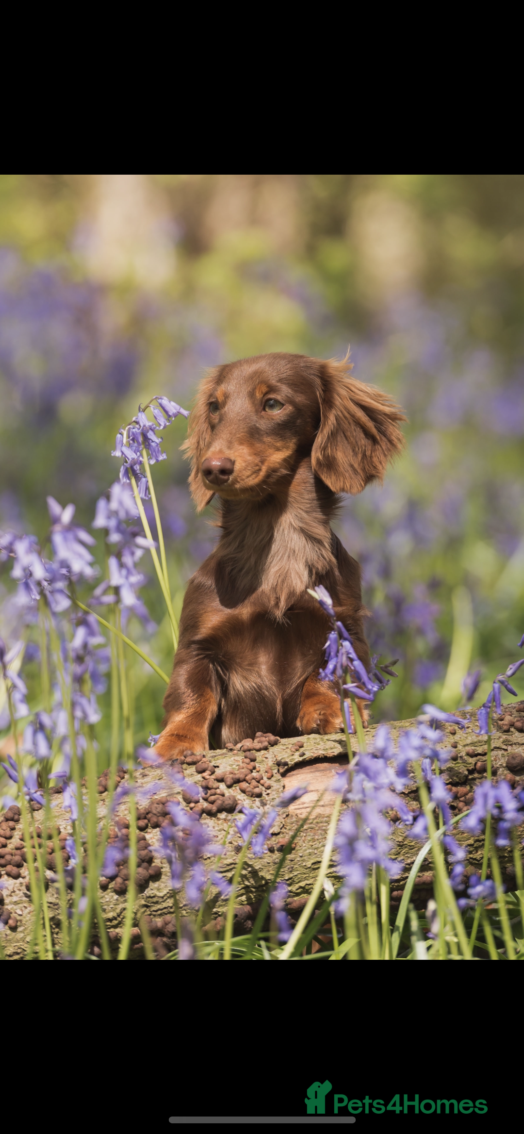 Miniature Dachshund dogs for sale: Mini long hair dachshund pups - Advert 12