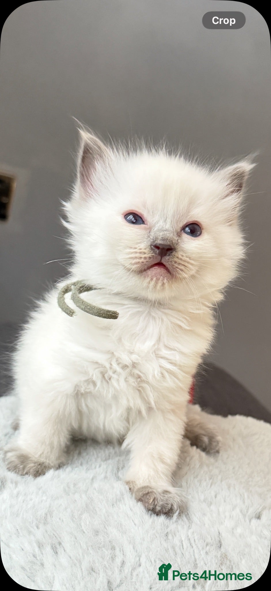 Ragdoll cats *** 5 Pure Ragdoll Kittens for Sale*** - Advert 3