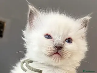 Ragdoll cats *** 5 Pure Ragdoll Kittens for Sale*** - Advert 3