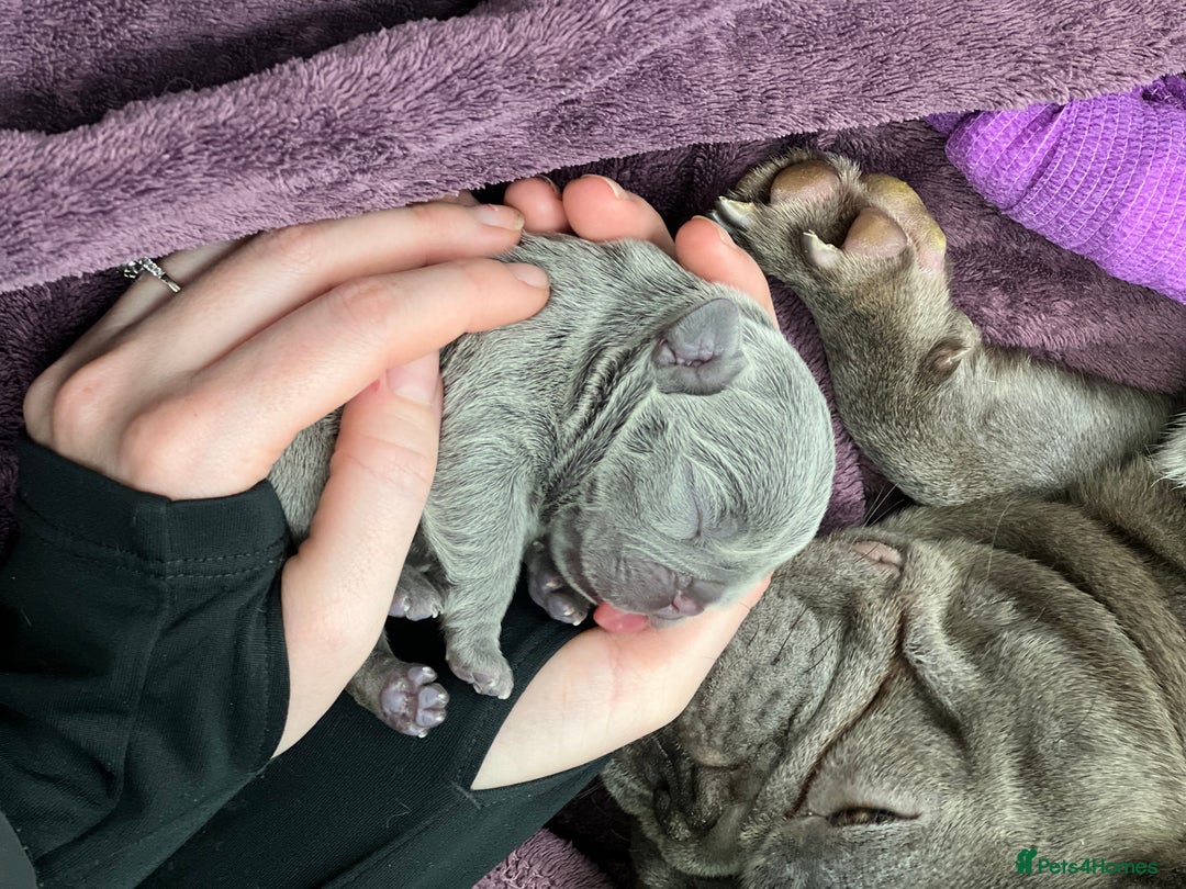 French Bulldog dogs for sale: Solid lilac French bulldog’s  - Advert 1