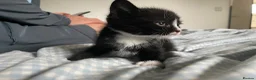 Mixed Breed cats for sale: Mixed kittens  in Runcorn - Advert 2