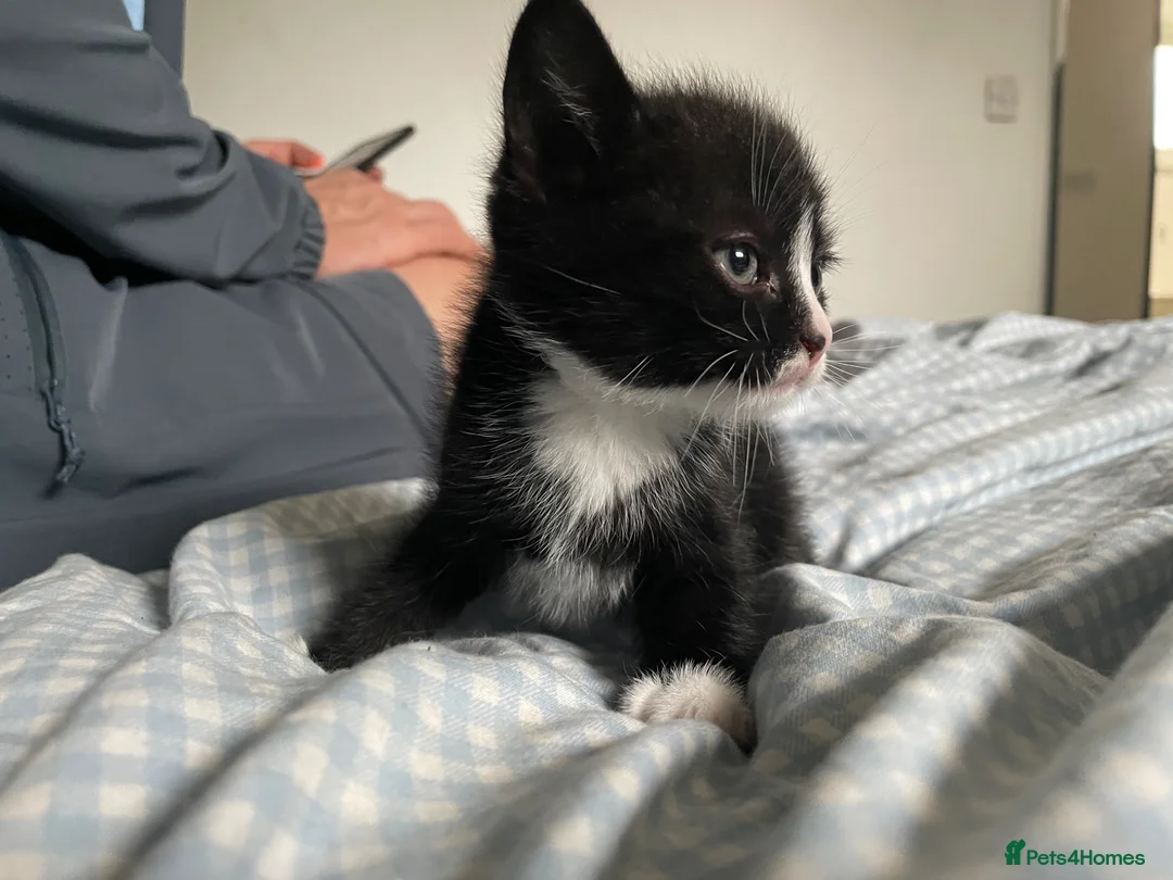 Mixed Breed cats for sale: Mixed kittens  in Runcorn - Advert 2
