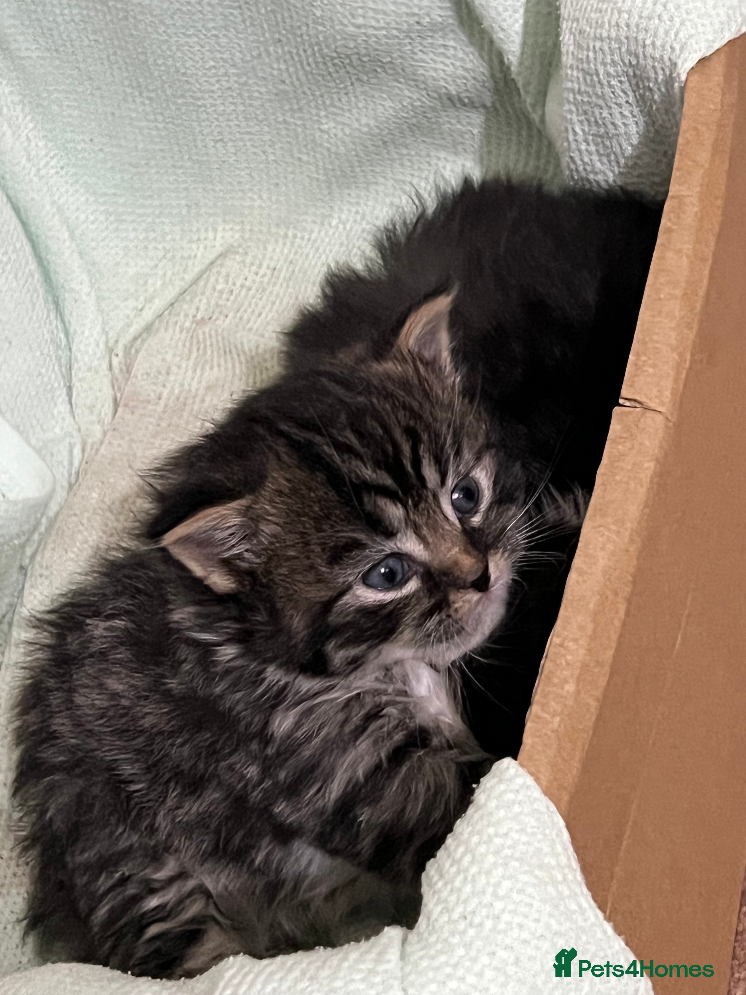 British Shorthair cats Adorable Kittens – Super Playful & Affectionate 🐱 - Advert 2