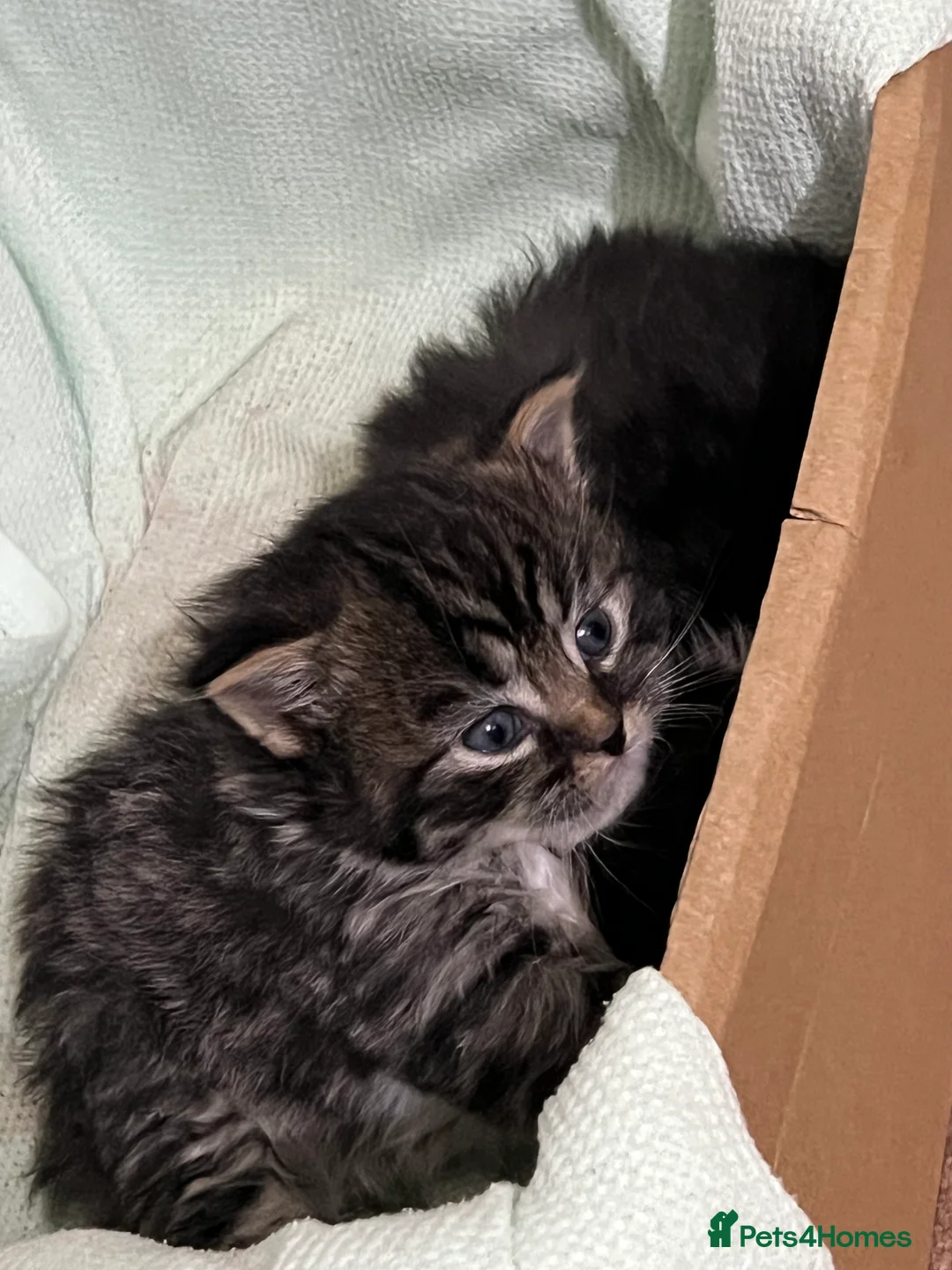 British Shorthair cats for sale: Adorable Kittens – Super Playful & Affectionate 🐱 - Advert 2