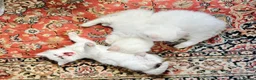 Ragdoll cats for sale: Aristocats Ragdolls Rare Flamepoint Baby Girl.  - Advert 4