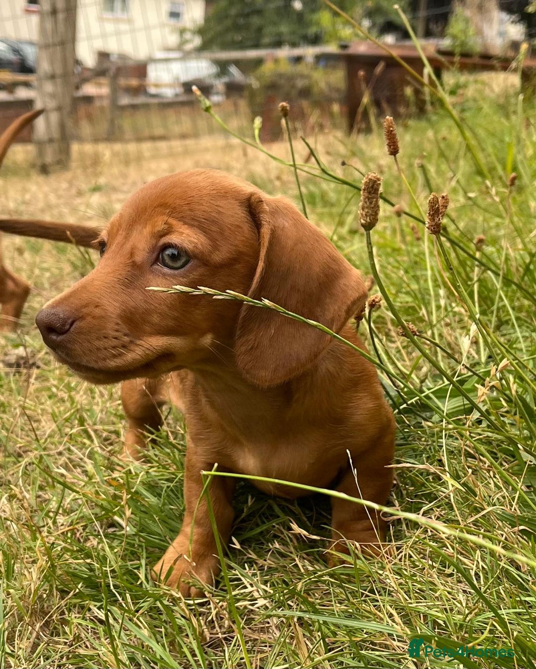 Dachshund dogs for sale: READY NOW STUNNING MINI DAXIS PRA KC REG - Image 8