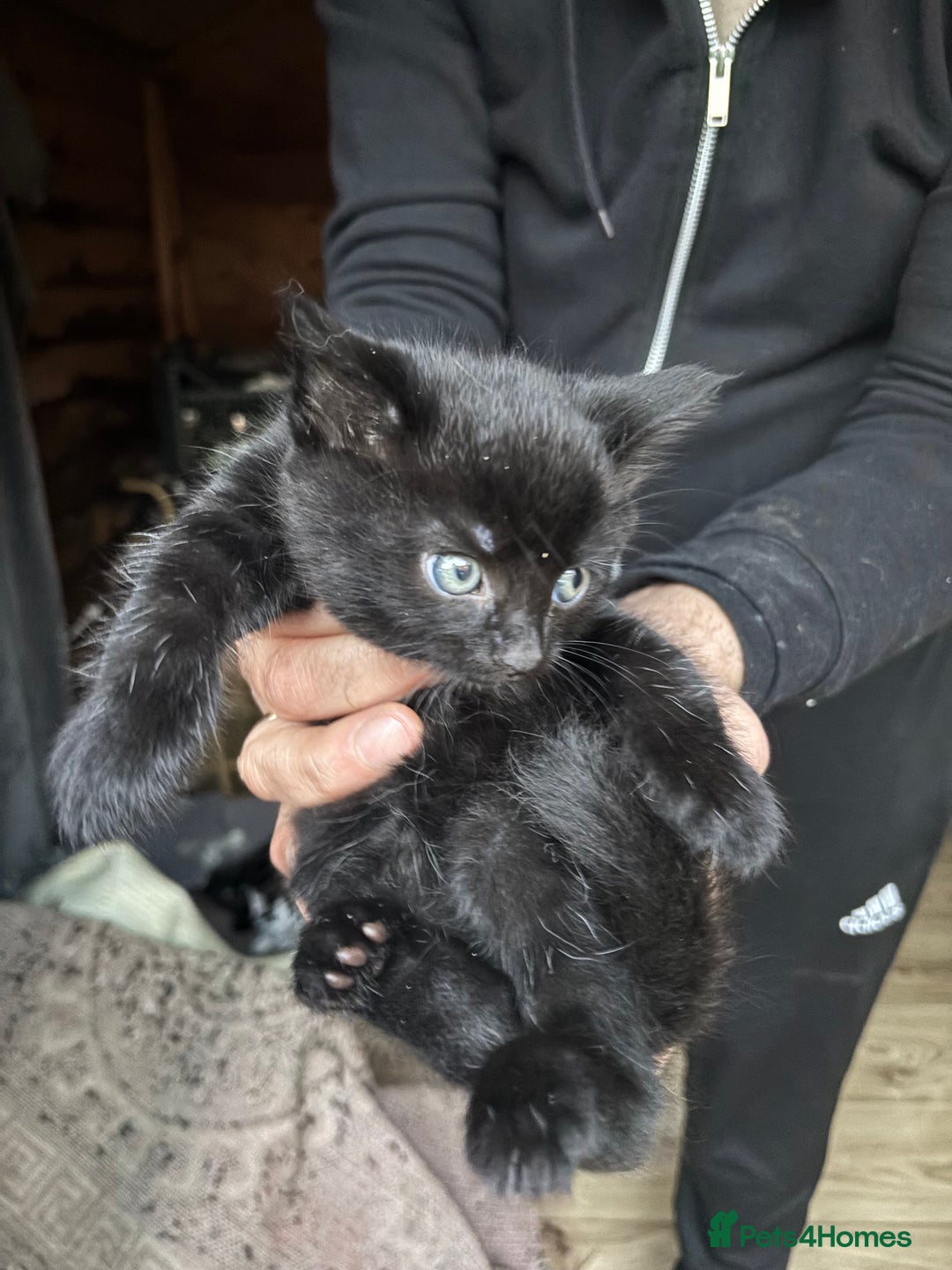 Mixed Breed cats for sale: kiten - Advert 1