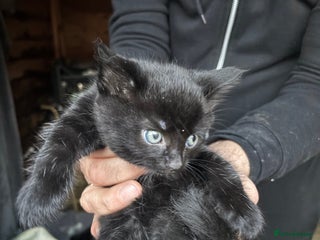 Mixed Breed cats kiten - Advert 2