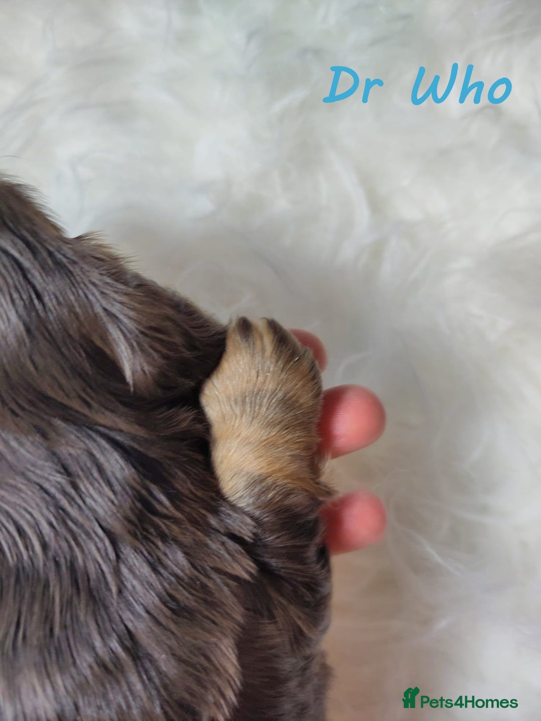 Miniature Dachshund dogs for sale: KC Health tested Licensed breeder 12 years exp - Image 25