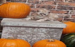 Mixed Breed cats for sale: Cute Bengal mix Kittens looking for loving homes🐱 - Image 6