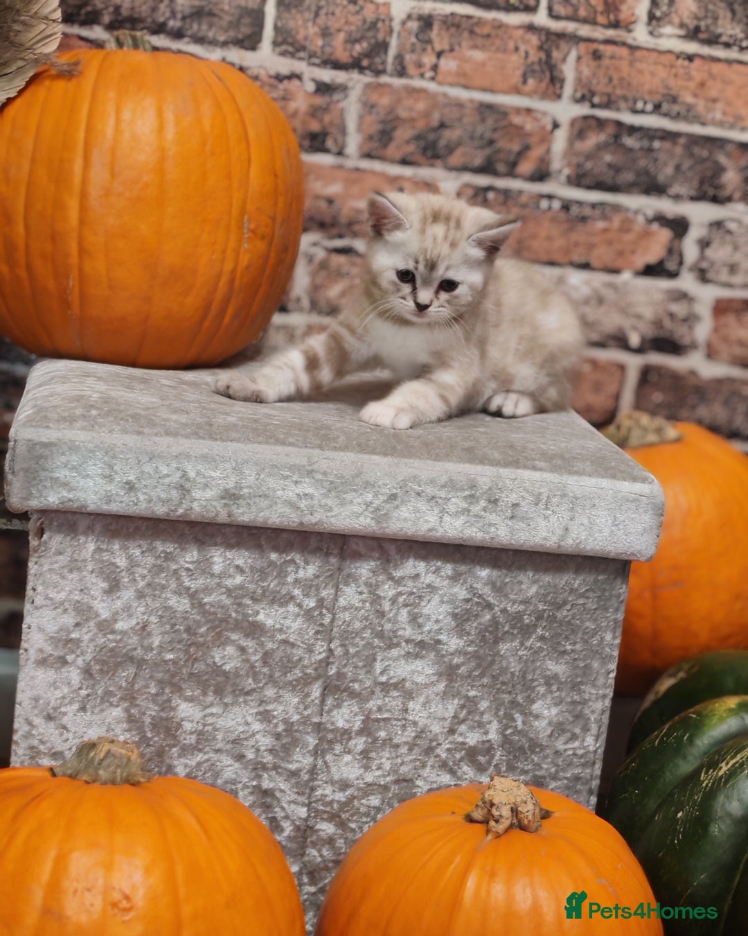 Mixed Breed cats for sale: Cute Bengal mix Kittens looking for loving homes🐱 - Image 6