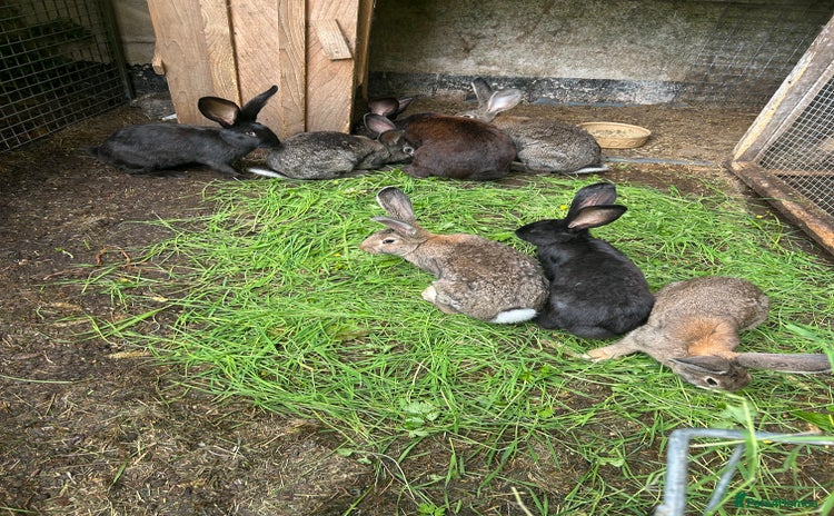 Continental Giant rabbits - Advert 3