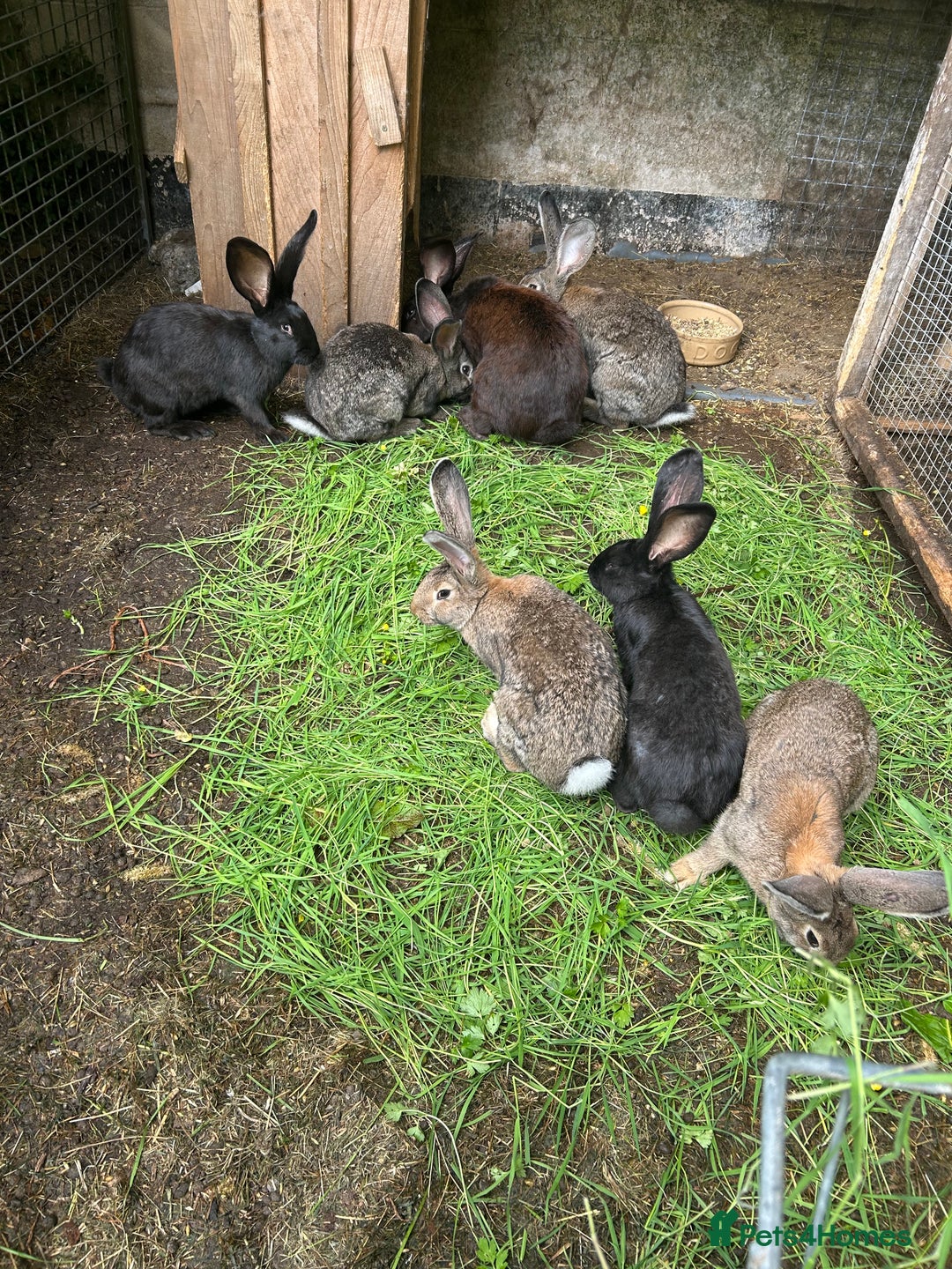 Continental Giant rabbits for sale: Continental Giant Rabbits  - Image 1