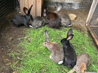 Continental Giant rabbits - Advert 22