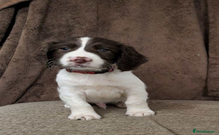 Sprocker dogs - Advert 9