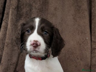 Sprocker dogs - Advert 11