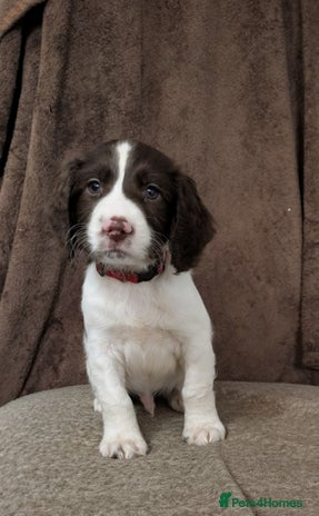 Sprocker dogs - Advert 10