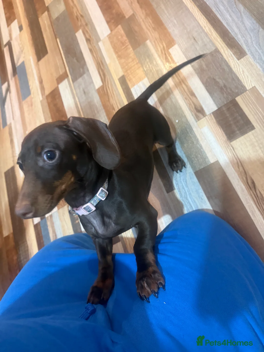 Miniature Dachshund dogs for sale: Miniature dachshund  - Advert 1