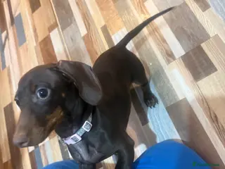 Miniature Dachshund dogs Miniature dachshund - Advert 6