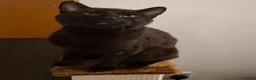 Mixed Breed cats for sale: Friendly young male cat looking for a loving home in Manchester - Advert 4