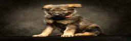 German Shepherd dogs for sale: Gorgeous German shepherd babies  - Advert 3
