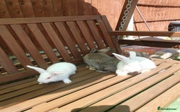 Mixed Breed rabbits for sale: Rabbits for sale  - Image 5